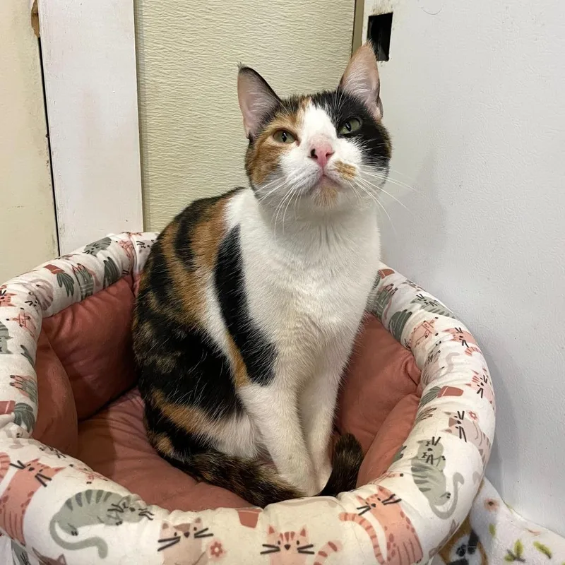 Bean Melody thumbnail 3