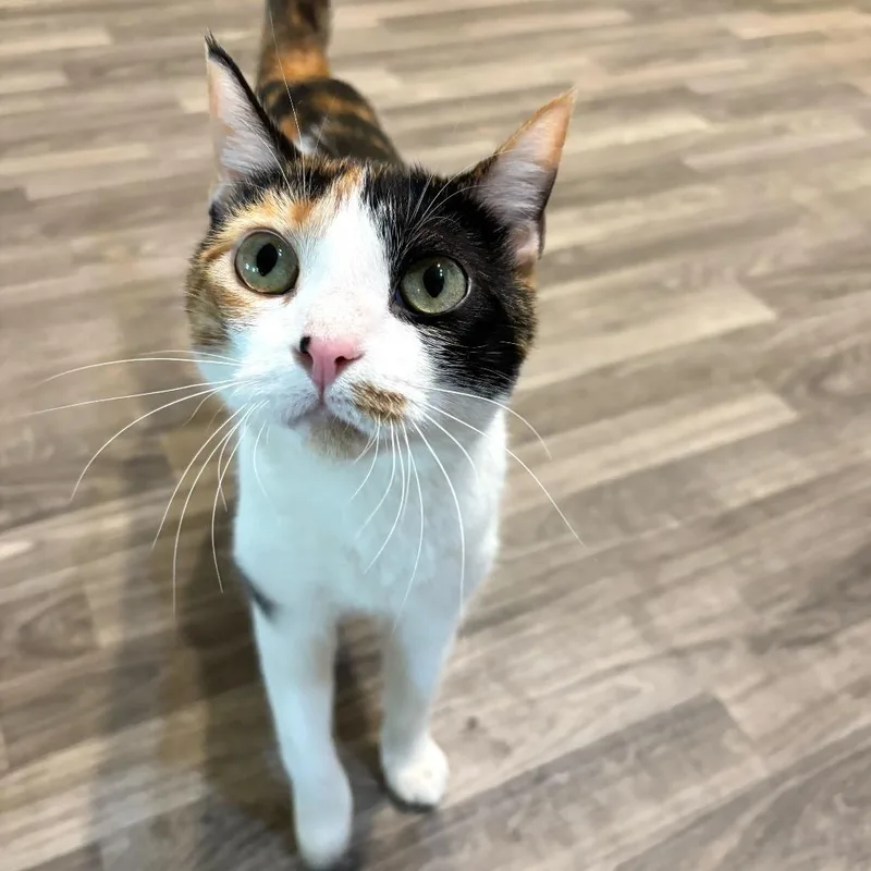 Bean Melody thumbnail 4