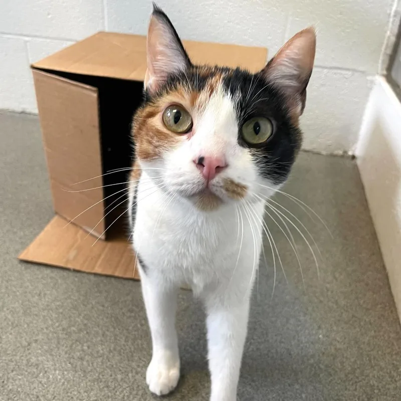 Bean Melody thumbnail 5