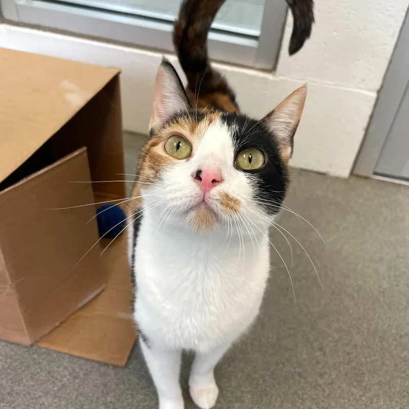 Bean Melody thumbnail 6