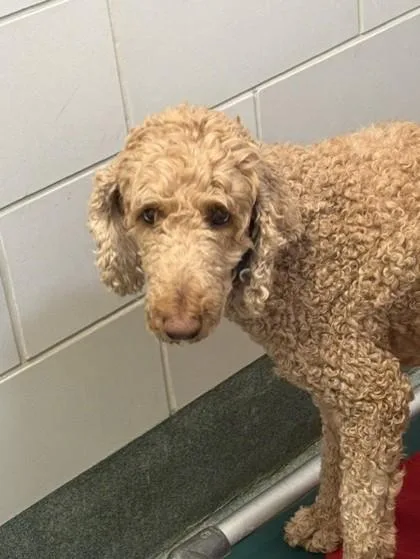 An adult medium-sized female Mixed Breed dog named Bonita for adoption in Fairfax, VA