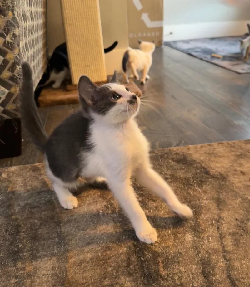 A baby medium-sized female Domestic Short Hair cat named Bao Bun for adoption in Fort Lupton, CO