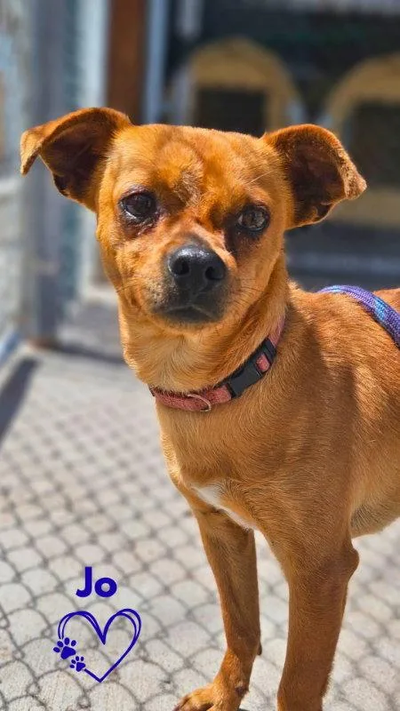Jo