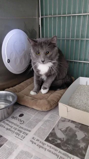 A young medium-sized male Domestic Short Hair cat named Kobe for adoption in Baldwin Park, CA