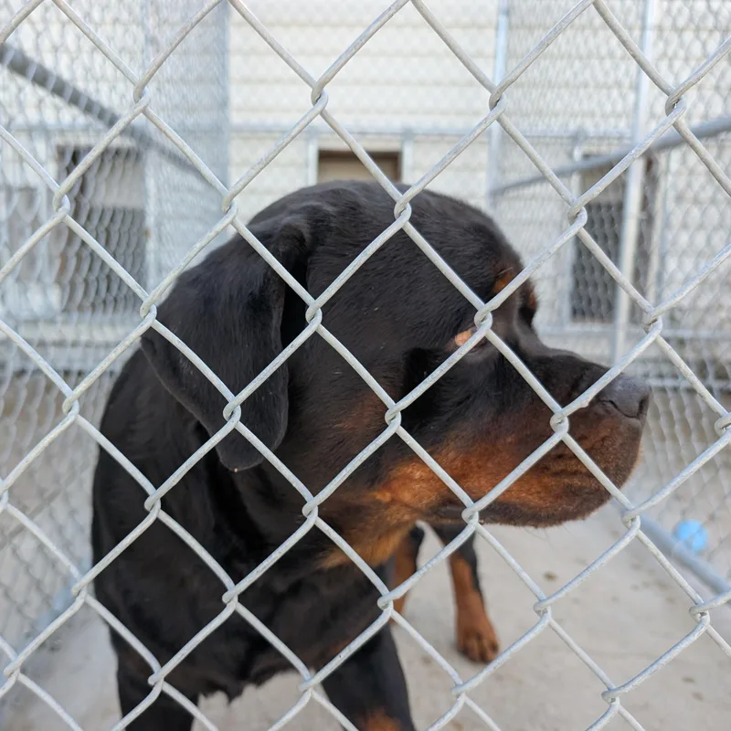 An adult large-sized male Rottweiler dog named Looking For Owner for adoption in Ravenna, OH