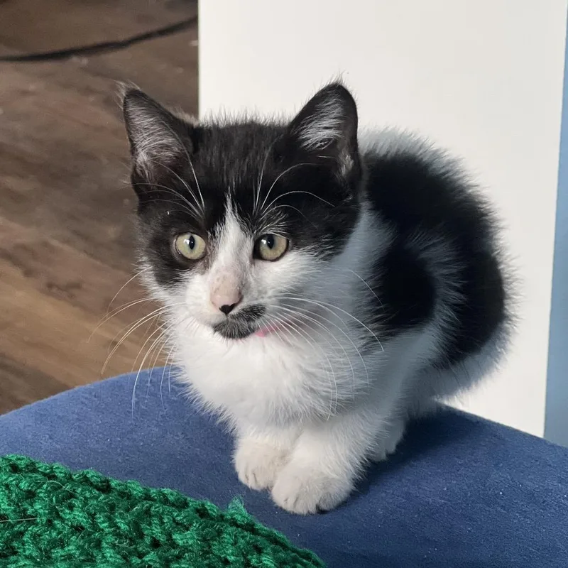 A baby small-sized female White American Shorthair cat named Chips Ahoy for adoption in Newberg, OR