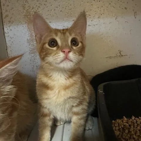 Nacho
