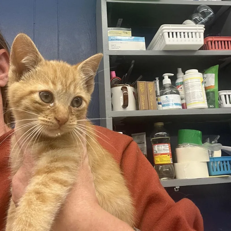 A baby small-sized male Domestic Short Hair cat named Boise for adoption in Oak Hill, WV