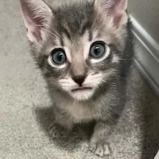 Lord Tubbington