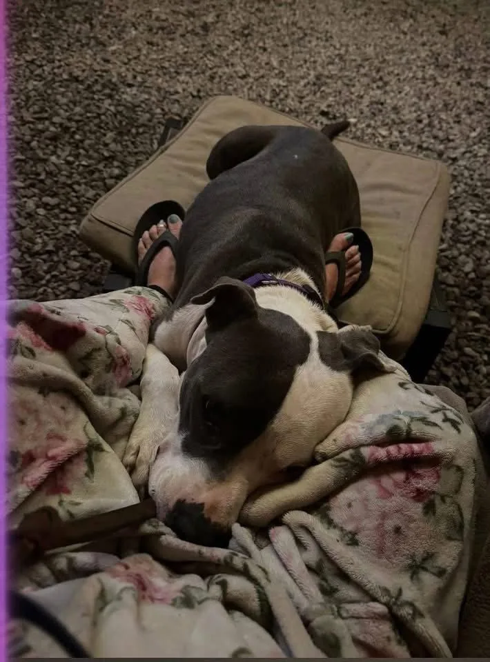 An adult large-sized male Pit Bull Terrier dog named Galiano Loves Kids for adoption in Oakhurst, NJ
