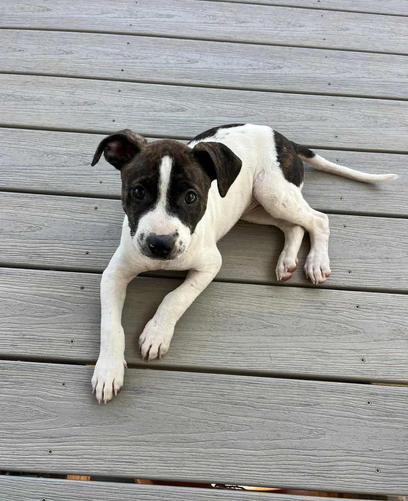 A baby medium-sized female Staffordshire Bull Terrier dog named Sadie for adoption in Aurora, CO
