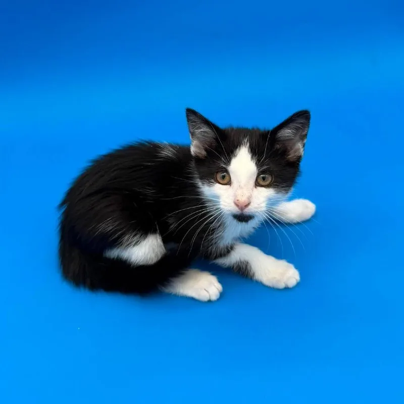 A baby small-sized female Black Siamese cat named Kansas for adoption in Plainfield, IL