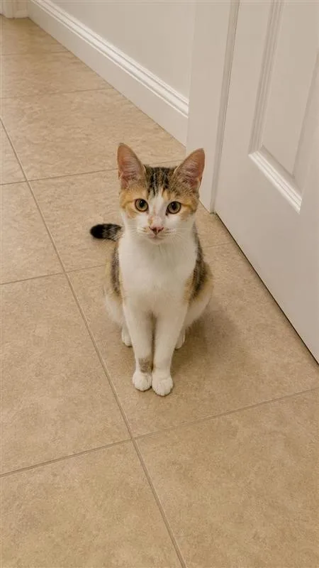 A young small-sized female Calico cat named Sunflower for adoption in Fayetteville, AR