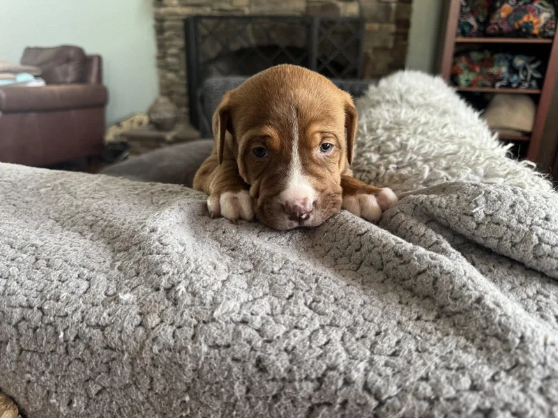 A baby large-sized male Hound dog named Wrinkles for adoption in Holly Springs, NC