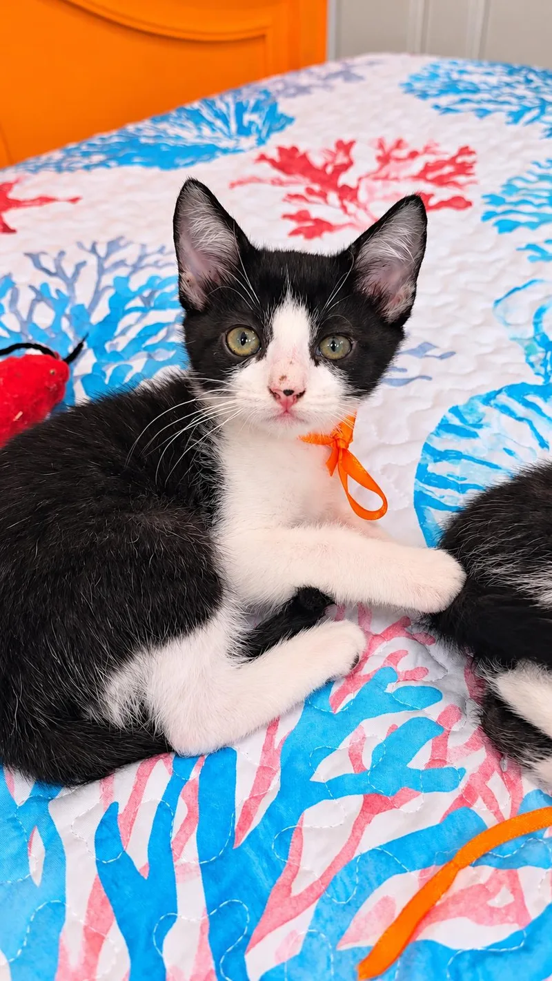 A baby small-sized female Domestic Medium Hair cat named Oreo for adoption in Long Beach, CA