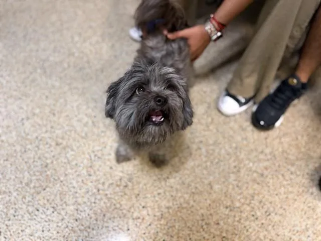 An adult small-sized male Shih Tzu dog named Draven for adoption in Miami, FL