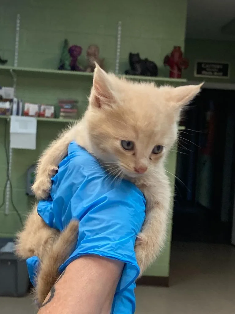 A baby medium-sized male Domestic Short Hair cat named Fleece for adoption in Burnsville, NC