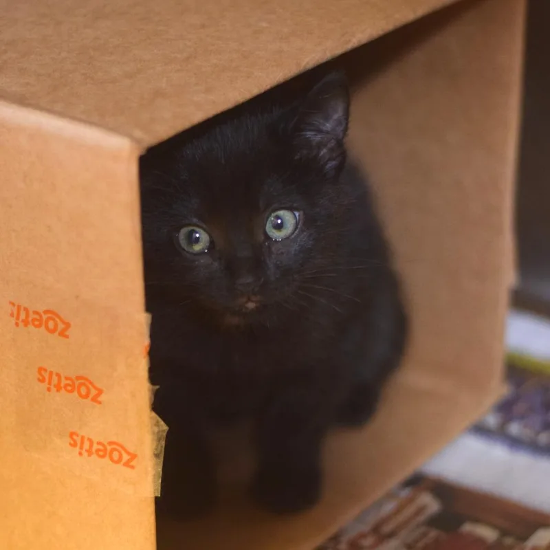 A baby small-sized male Black Domestic Short Hair cat named Russet for adoption in Belleville, IL