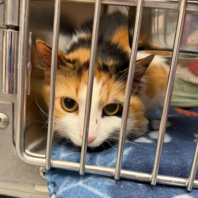 An adult medium-sized female Tortoiseshell Domestic Long Hair cat named Cali for adoption in Blairsville, GA
