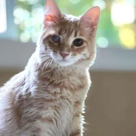 A young medium-sized female Cream / Ivory Domestic Long Hair cat named Cotton for adoption in Reno, NV