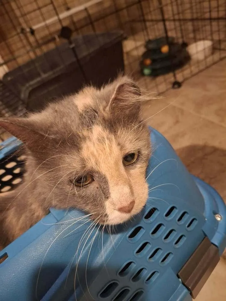 An adult medium-sized female Tortoiseshell Domestic Short Hair cat named Brandee Gov. for adoption in Peoria, IL