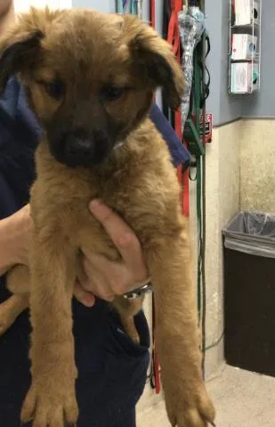 A baby small-sized female German Shepherd Dog dog named Strawberry for adoption in Riverside, CA