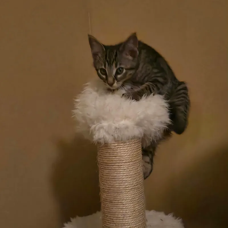Scampi thumbnail 5