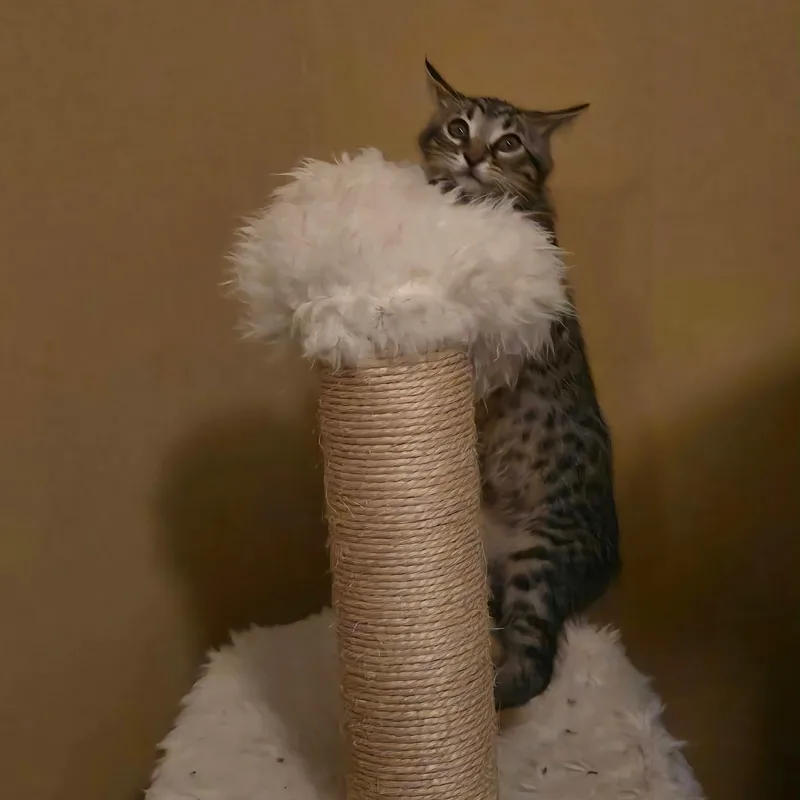 Scampi thumbnail 6