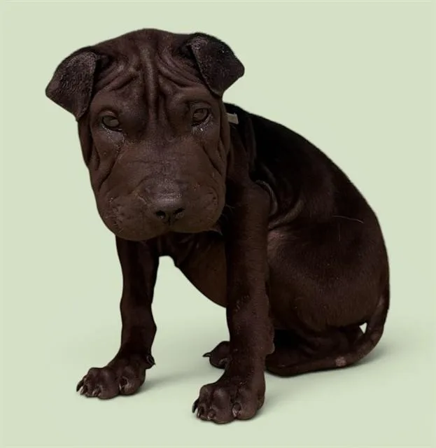 A baby small-sized male Shar-Pei dog named Liu for adoption in Agoura, CA