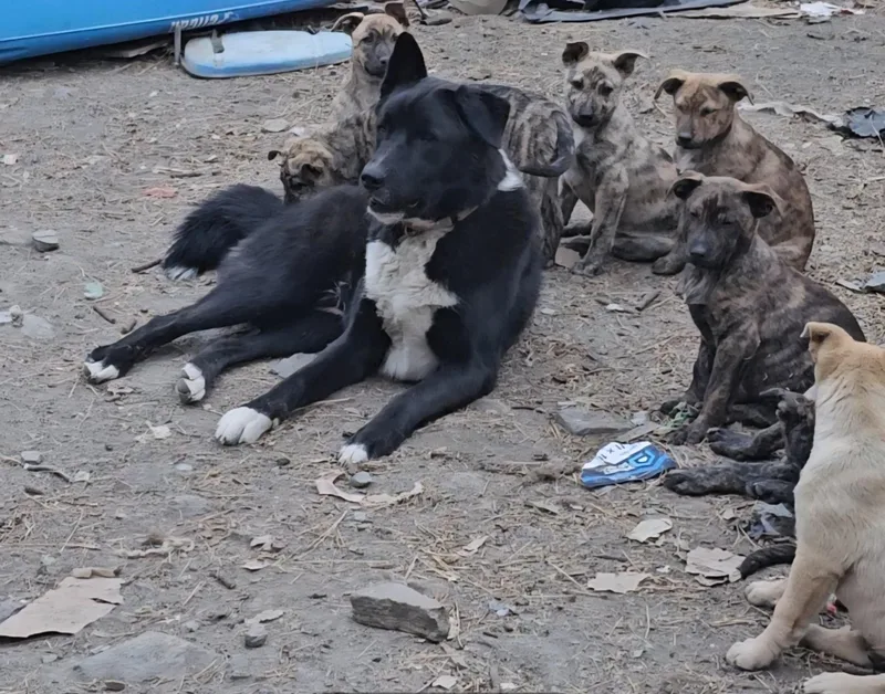 A baby medium-sized male Brindle Husky dog named Puppies for adoption in Wrightwood, CA