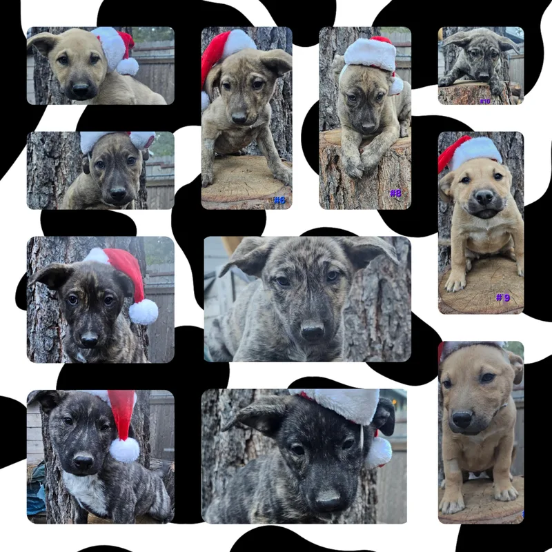 Puppies thumbnail 2