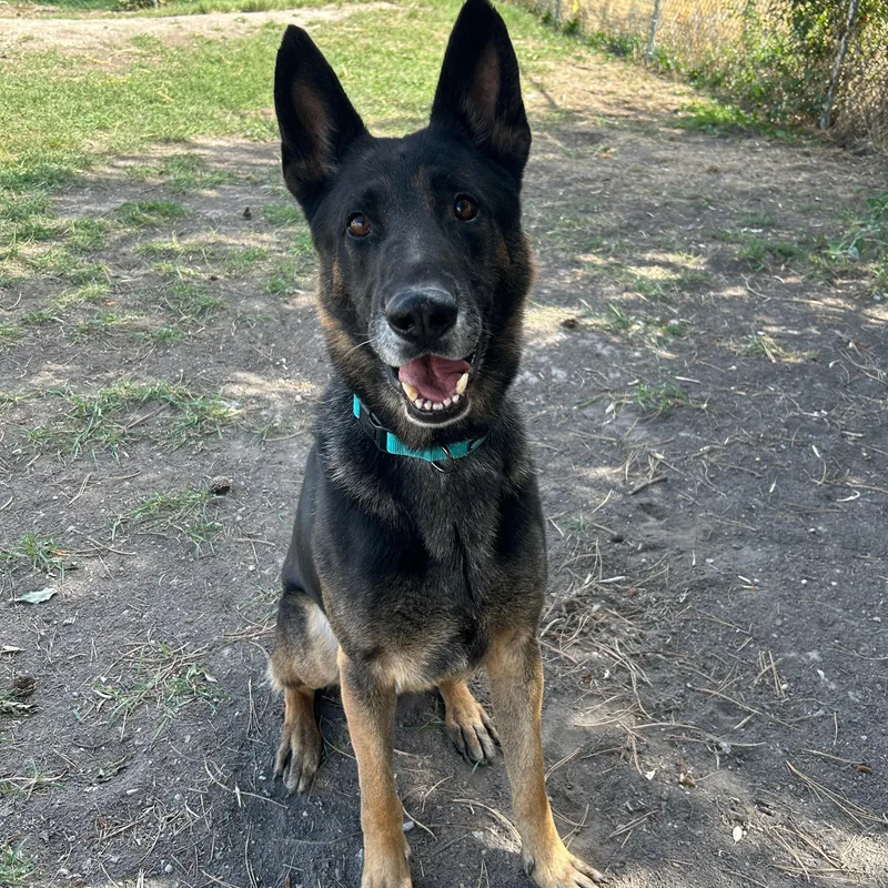 Boris