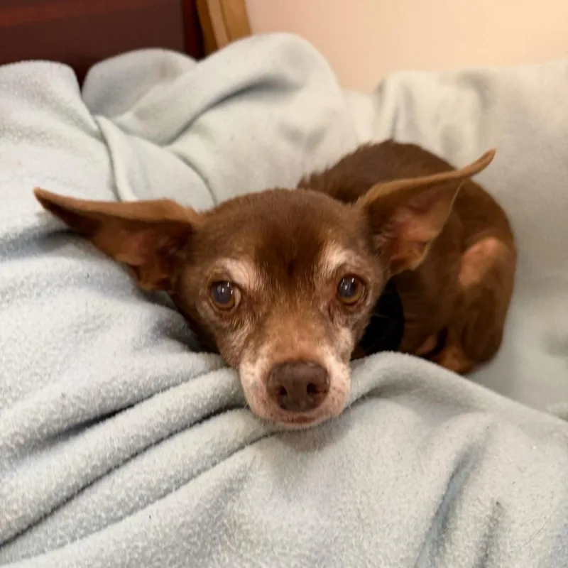 A senior small-sized male Brown / Chocolate Chihuahua dog named Mickey for adoption in San Francisco, CA