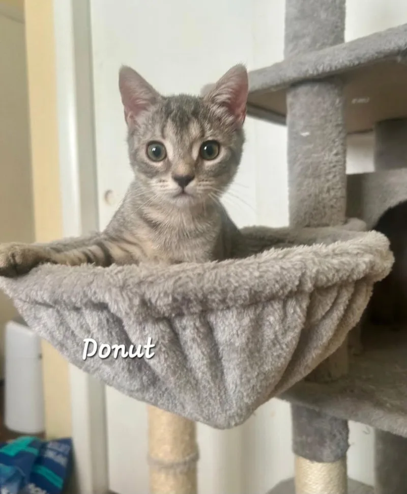 A baby small-sized female Tabby (Gray / Blue / Silver) Domestic Short Hair cat named Donut for adoption in Catasauqua, PA