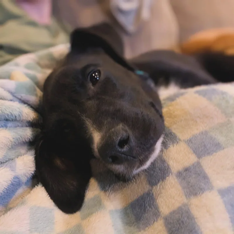 Black Bean