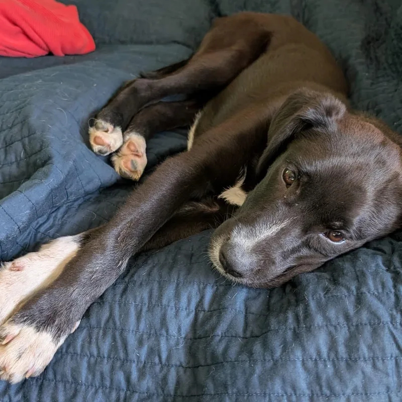 Black Bean thumbnail 3