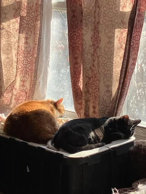 Mamamommac thumbnail 2