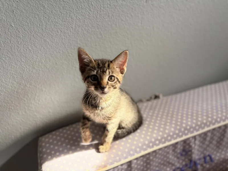 Maverick