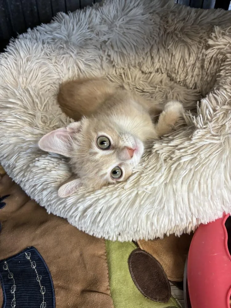 A baby small-sized male Domestic Short Hair cat named Chicken for adoption in Randolph, MA