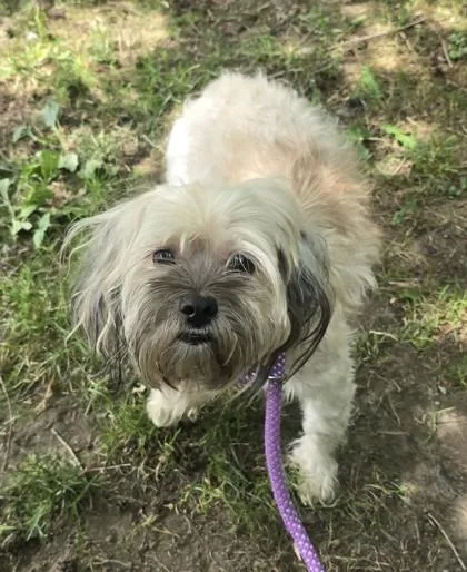 An adult small-sized female Lhasa Apso dog named Verity for adoption in Philadelphia, PA
