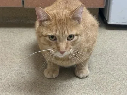 An adult large-sized male Domestic Short Hair cat named Arnold for adoption in Longmont, CO