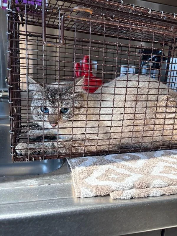An adult medium-sized male White Domestic Short Hair cat named Farmer's Tan  Feral for adoption in Providence Forge, VA