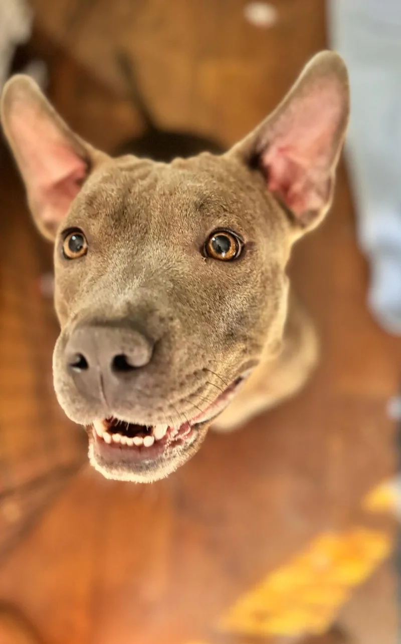 Valentine thumbnail 3