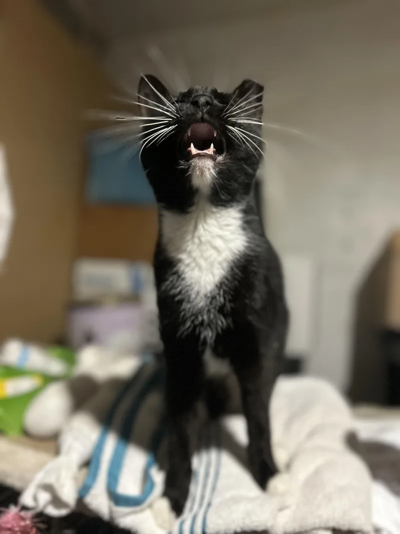 A baby medium-sized female Black & White / Tuxedo Domestic Short Hair cat named Guava for adoption in Maple Heights, OH