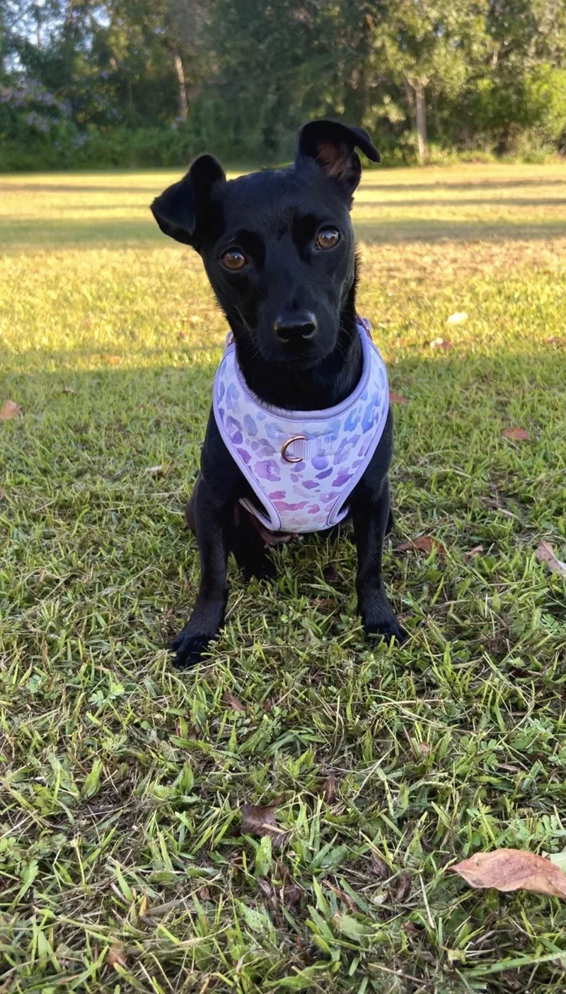 A young small-sized female Chihuahua dog named Betty for adoption in Douglas, GA