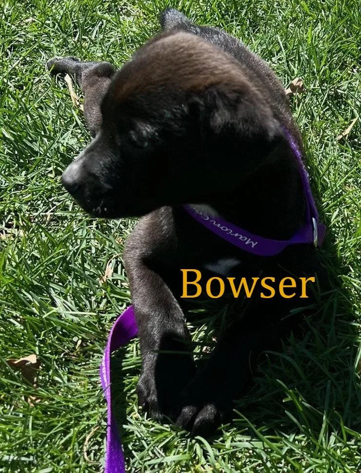 Bowser