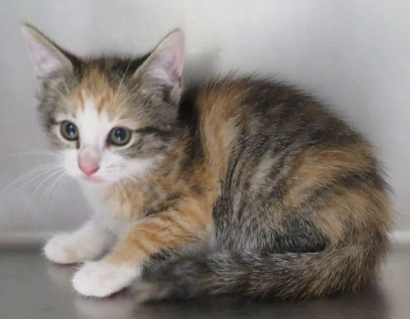 A baby medium-sized female Calico Domestic Short Hair cat named Davina for adoption in Lexington, VA