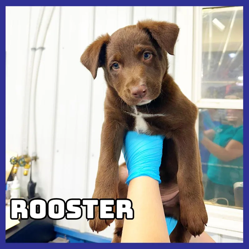 A baby medium-sized male Brown / Chocolate Chocolate Labrador Retriever dog named Rooster for adoption in Glenwood, MN