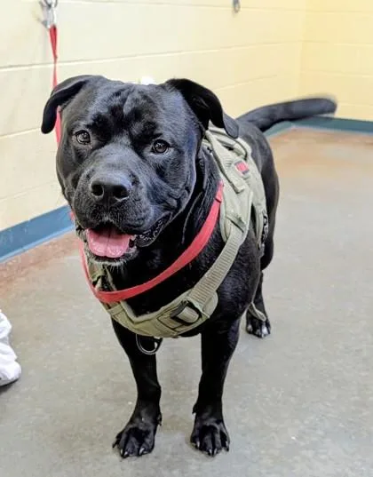 An adult extra large-sized male Mixed Breed dog named Clyde for adoption in Independence, MO