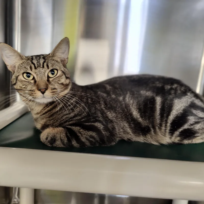 A young medium-sized male Tabby (Brown / Chocolate) Domestic Short Hair cat named Tommy for adoption in Jersey city, NJ